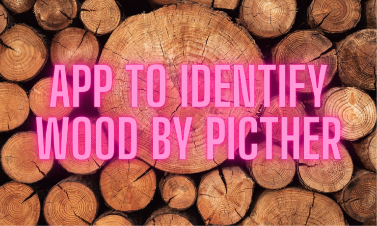 5 Apps to Identify Wood by Picture  (Android & iOS) in 2024