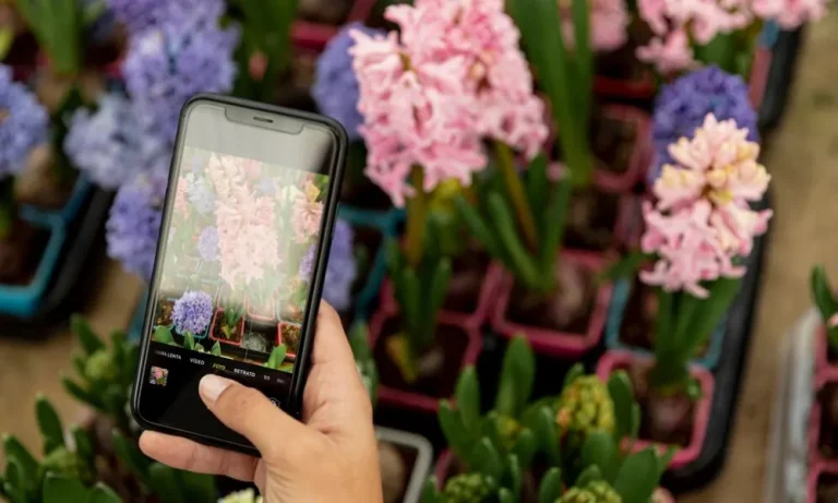 Top Free Virtual Floral Design Apps in 2024